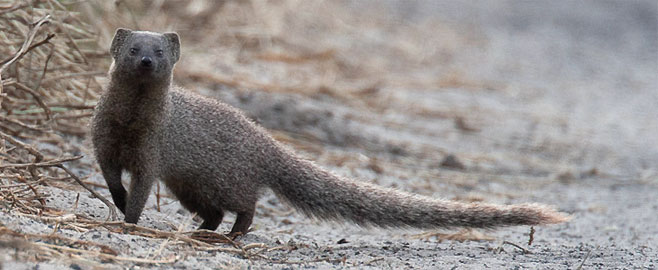 Galerella pulverulenta (Cape grey mongoose, Small grey mongoose)