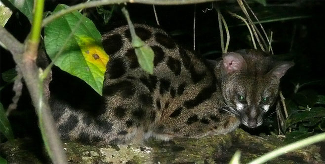 Genetta genetta (Small-spotted genet, Common genet)