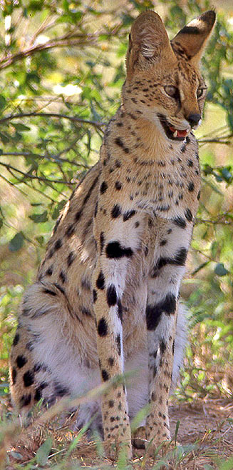 Leptailurus serval (Serval)