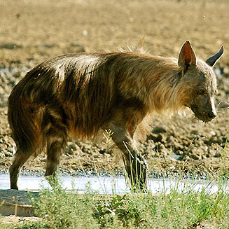 Parahyaena brunnea (Brown hyaena)