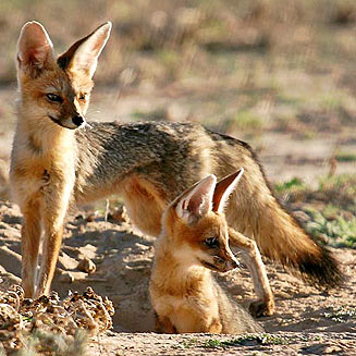 Vulpes chama (Cape fox)