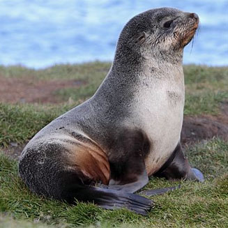 Arctocephalus gazella (Antarctic fur seal)