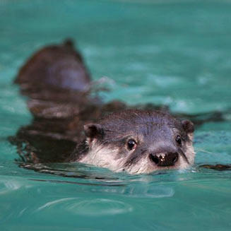 Aonyx capensis (African clawless otter, Cape clawless otter)