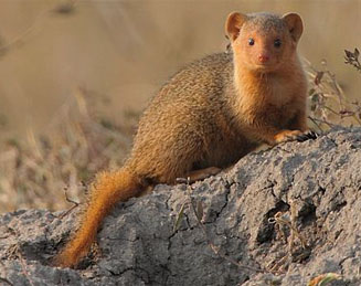 Helogale parvula (Dwarf  mongoose)