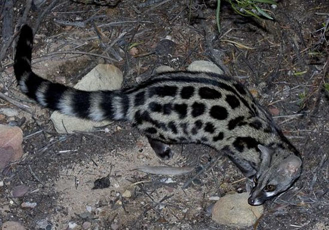 Genetta tigrina (Large-spotted genet)