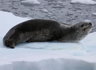 Hydrurga leptonyx (Leopard seal)