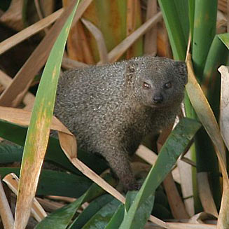 Galerella pulverulenta (Cape grey mongoose, Small grey mongoose)