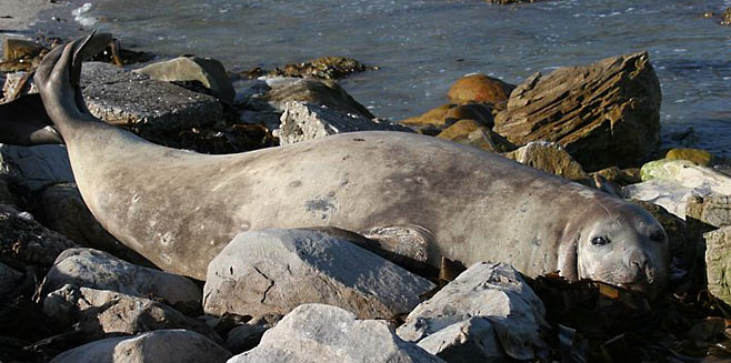 Mirounga leonina (Southern elephant seal)