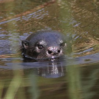 Lutra maculicollis (Spotted-necked otter)