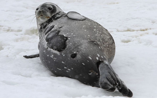 Leptonychotes weddellii (Weddell seal)