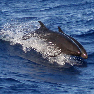 Pseudorca crassidens  (False killer whale)