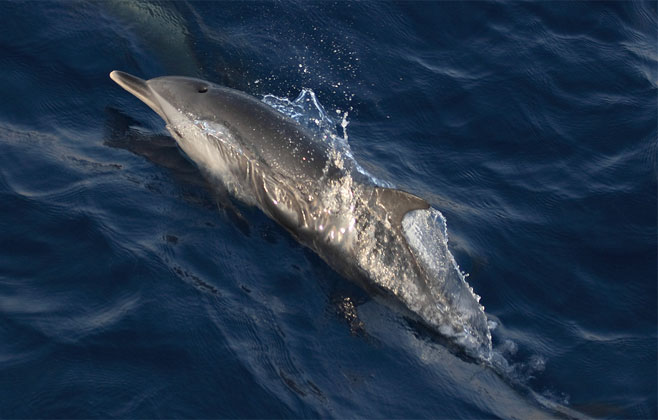 Stenella attenuata (Pantropical spotted dolphin)