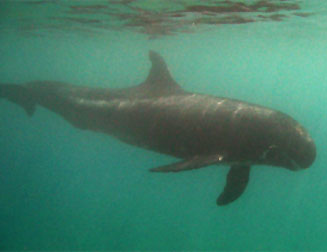 Caperea marginata (Pygmy right whale)