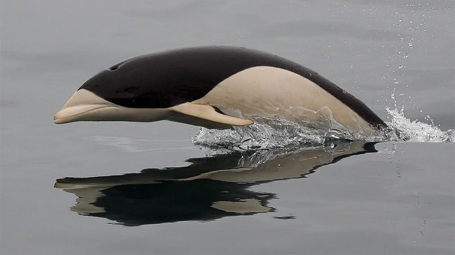 Lissodelphis peronii (Southern right whale dolphin)