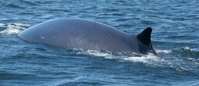 Balaenoptera edeni (Bryde's whale)