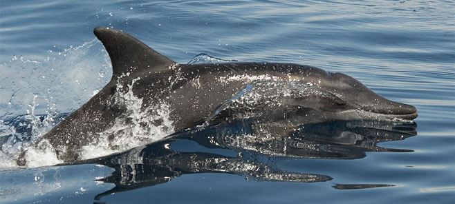 Steno bredanensis (Rough-toothed dolphin)