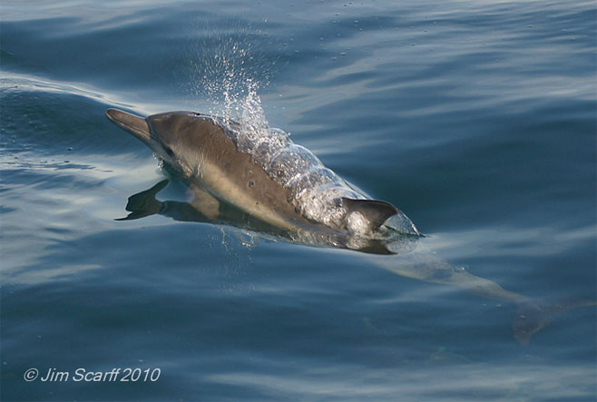 Delphinus capensis (Long-beaked common dolphin)