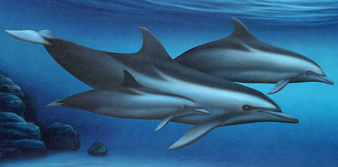 Tursiops truncatus (Bottlenose dolphin)