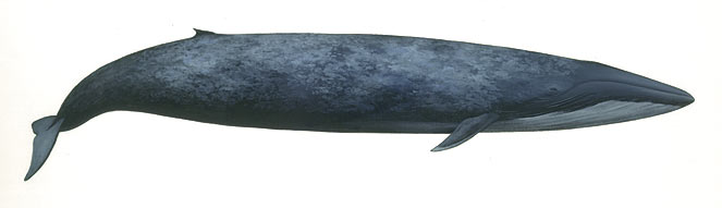 Balaenoptera musculus (Blue whale)