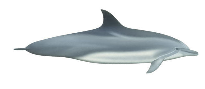 Tursiops truncatus (Bottlenose dolphin)