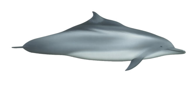 Sousa chinensis (Humpback dolphin)