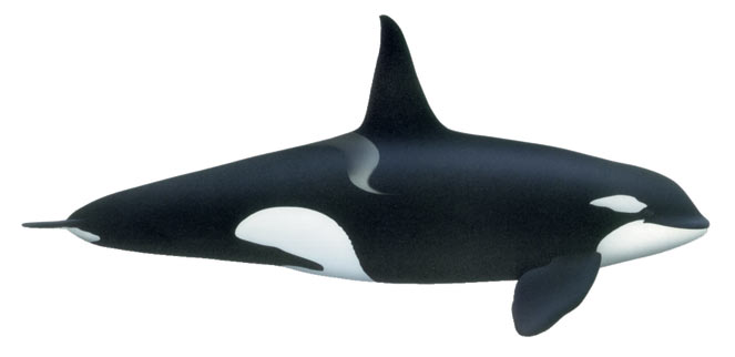 Orcinus orca (Killer whale)
