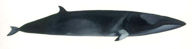 Balaenoptera acutorostrata (Dwarf minke whale)