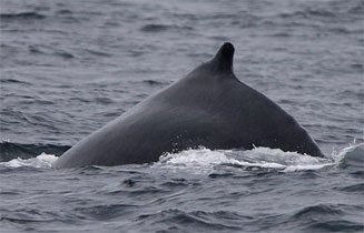 Megaptera novaeangliae (Humpback whale)