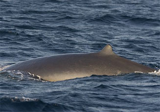 Balaenoptera borealis (Sei whale)