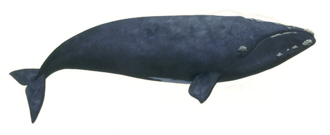 Eubalaena australis (Southern right  whale)