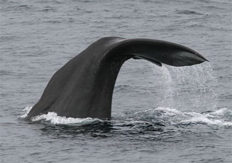 Physeter catodon (Sperm whale)