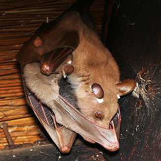 Epomophorus gambianus (Gambian epauletted fruit bat, Peters' epauletted fruit bat)