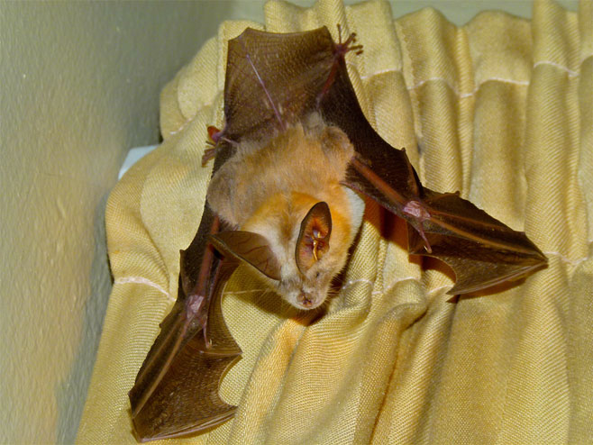 Nycteris thebaica (Egyptian slit-faced bat)