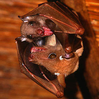 Epomophorus gambianus (Gambian epauletted fruit bat, Peters' epauletted fruit bat)