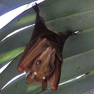 Epomophorus angolensis (Angolan epauletted fruit bat)