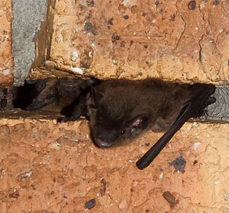 Tadarida aegyptiaca (Egyptian free-tailed bat)