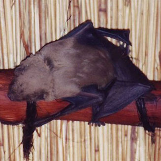 Scotophilus dinganii (African yellow bat)