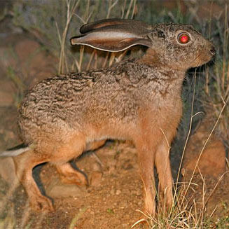 Lepus capensis (Cape hare)