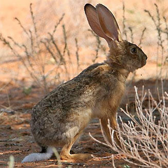 Lepus capensis (Cape hare)