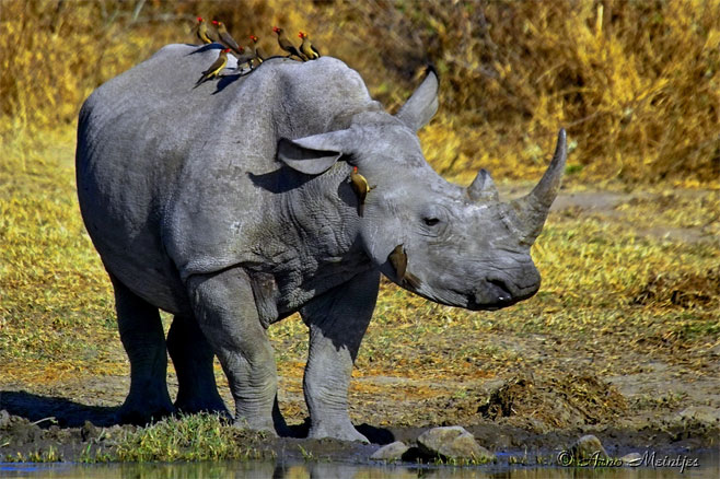 Ceratotherium simum (Square-lipped rhinoceros, White rhinoceros)