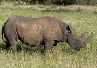 Diceros bicornis (Hook-lipped rhinoceros, Black rhinoceros)