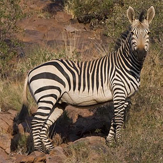 Equus zebra hartmannae (Hartmann's mountain zebra)