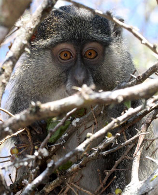 Cercopithecus albogularis (Sykes'monkey)