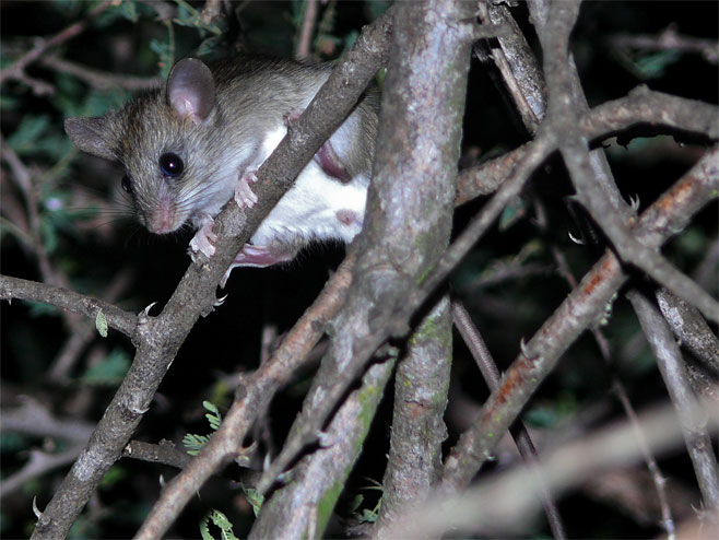 Grammomys dolichurus (Woodland thicket rat)