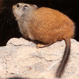 Petromus typicus (Dassie rat)