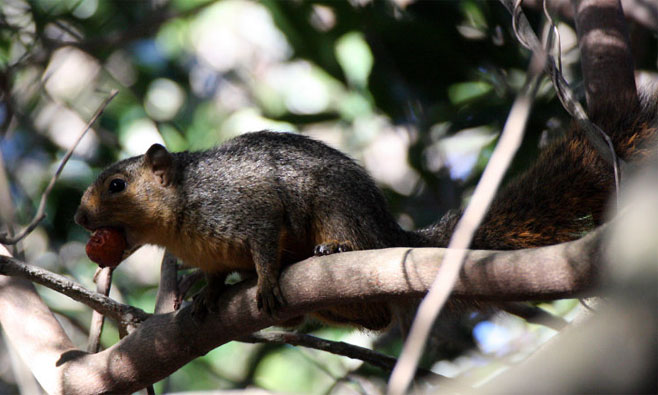 Paraxerus palliatus (Red bush squirrel)