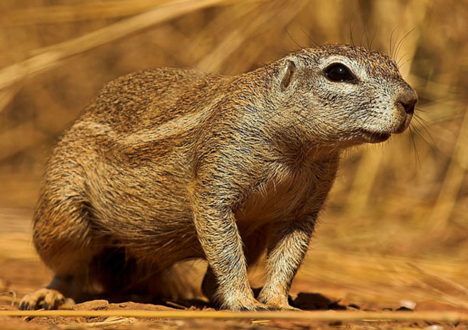 Xerus inauris (South African ground squirrel)