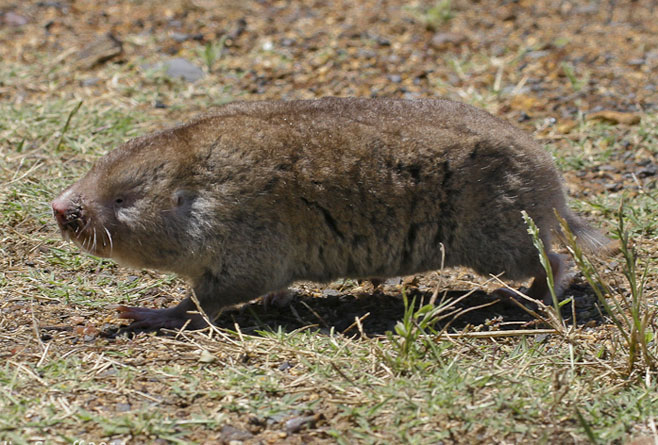 Georychus capensis (Cape mole rat)