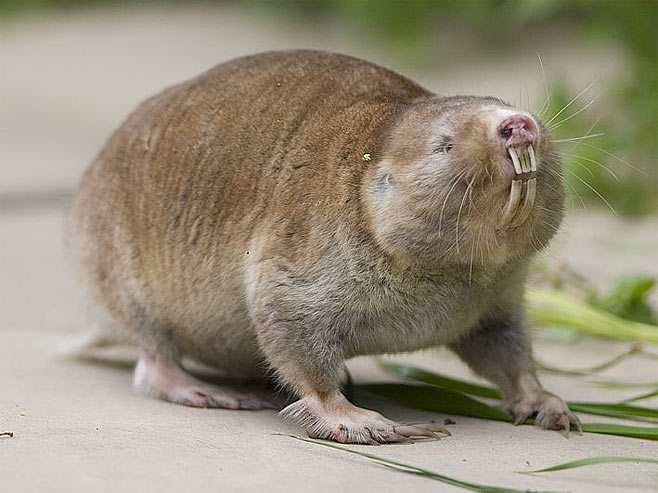 Bathyergus suillus (Cape dune mole-rat)