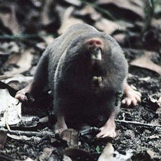 Cryptomys damarensis (Darnaraland mole-rat)